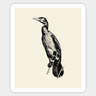 Cormorant Sticker